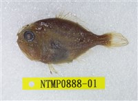 藏品(燧鯛)的圖片